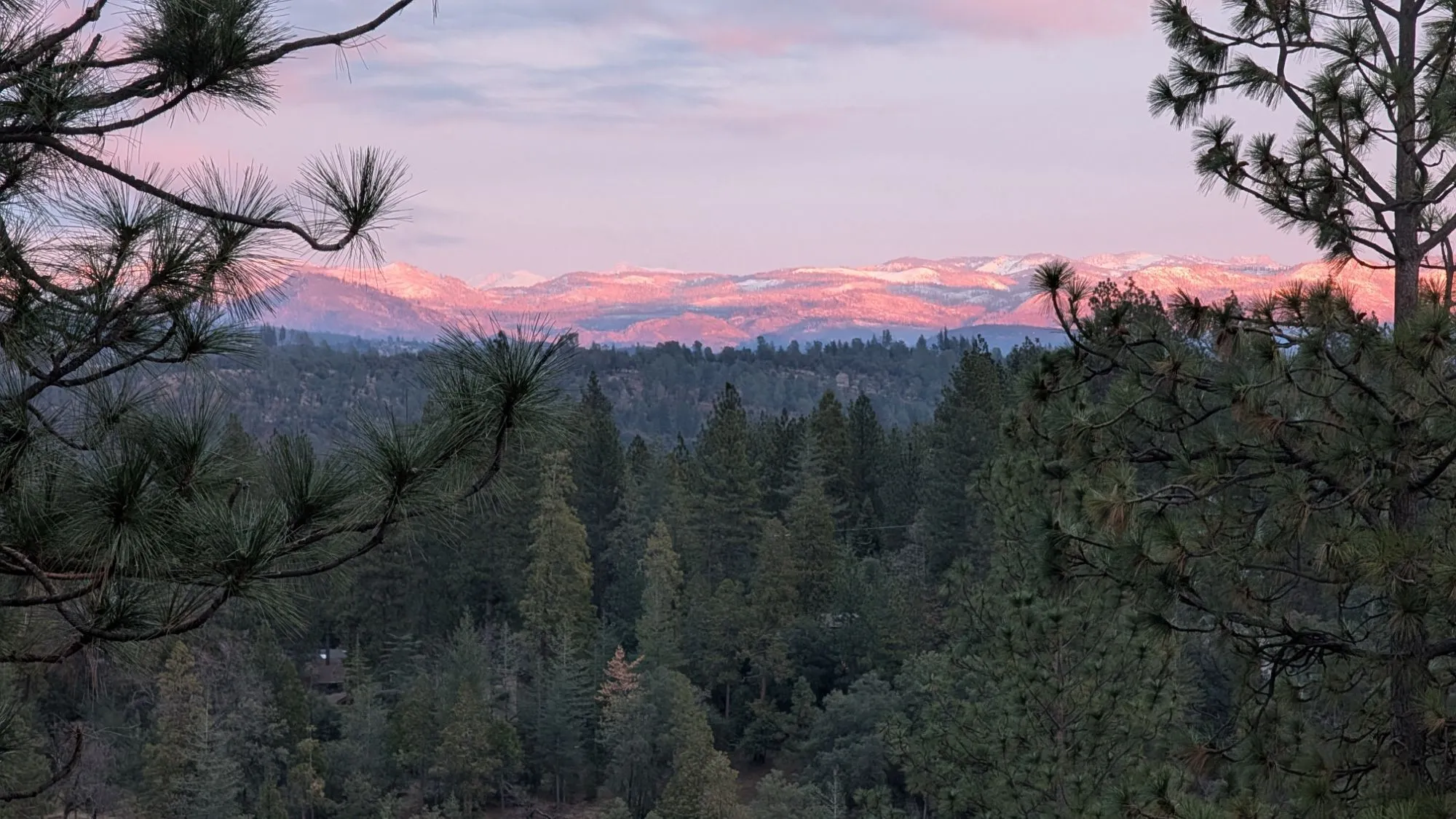 Alpenglow on the snowy high Sierra, framed by pines