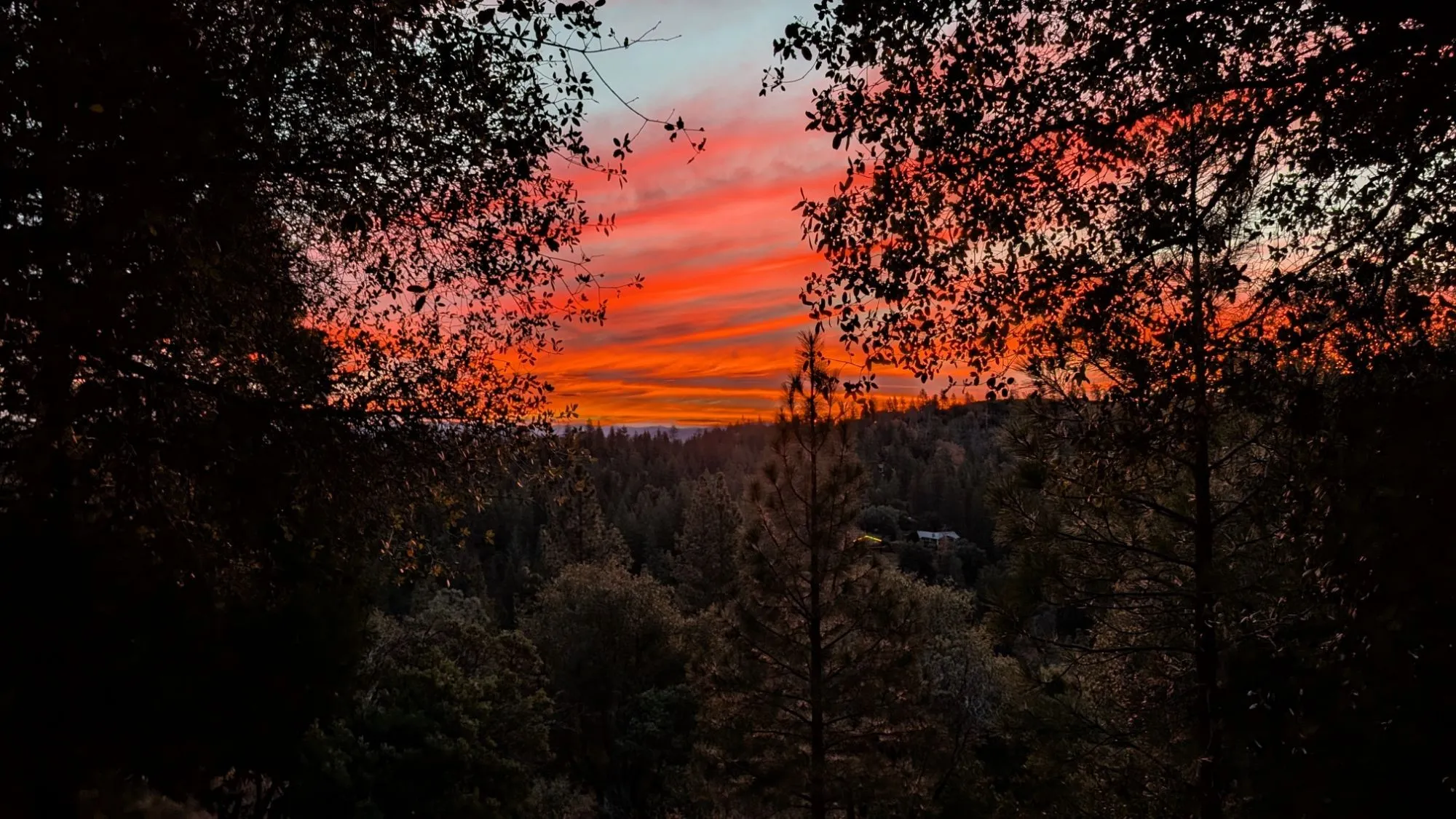 Through the oaks
