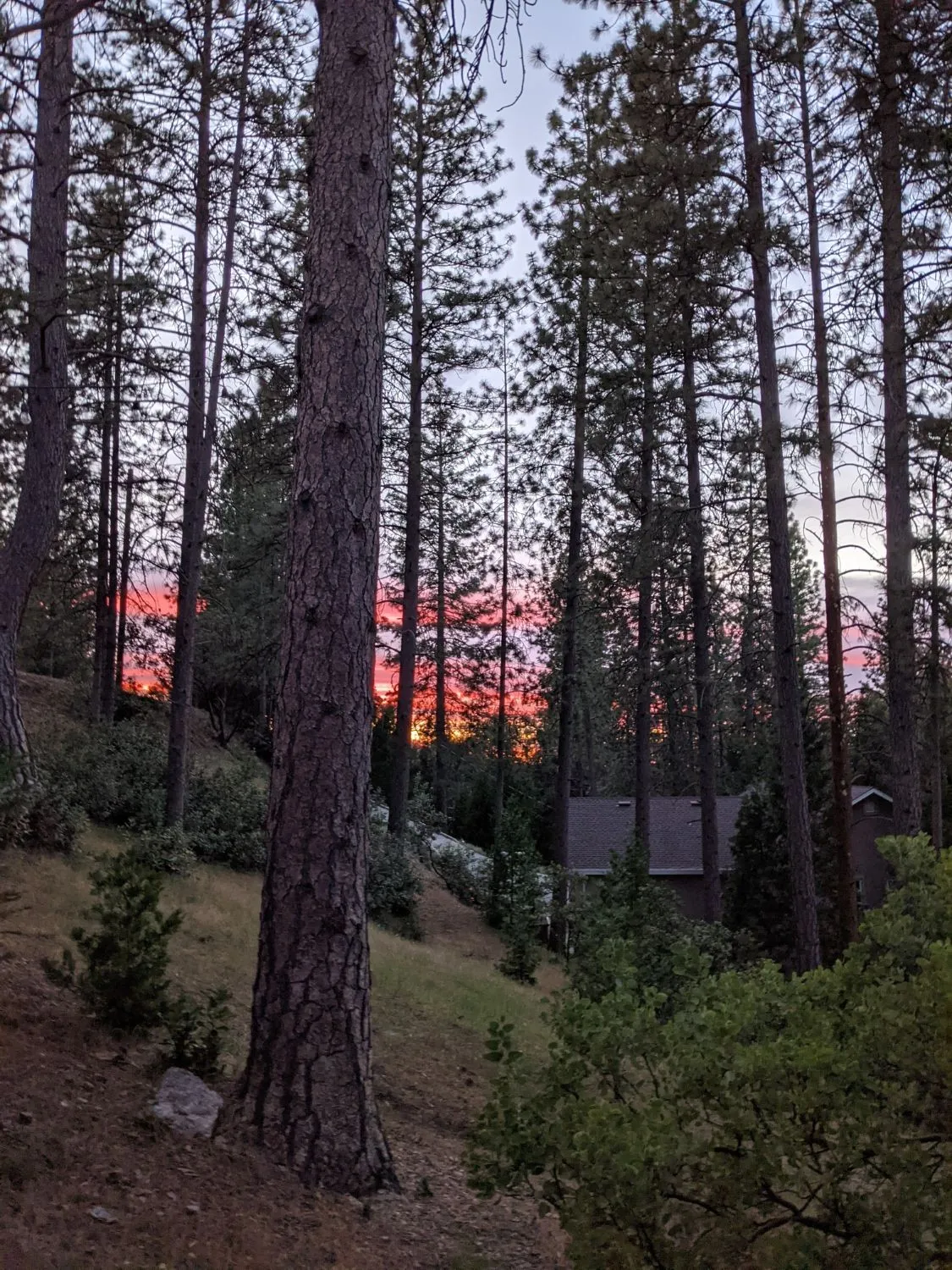 Sunset glowing between the tall pines beside the house